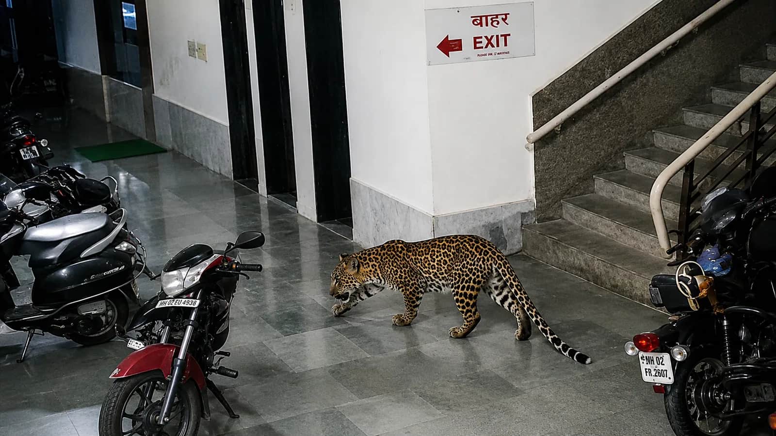 Leopard Inside IIT Bombay