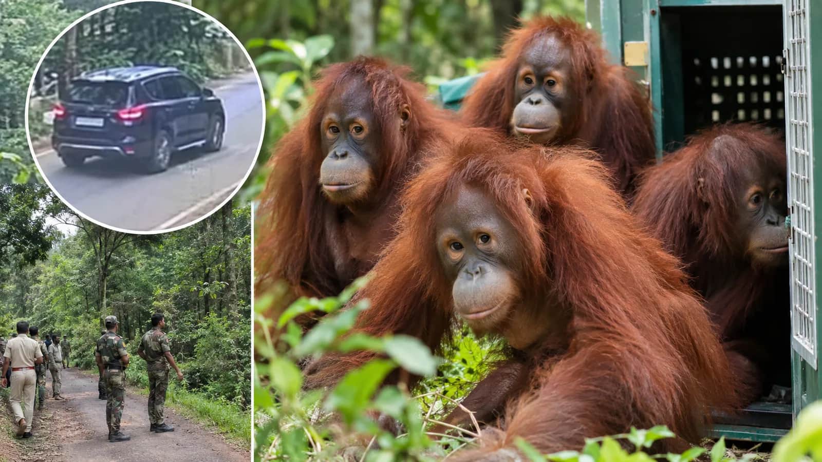 Rescued Odisha orangutans