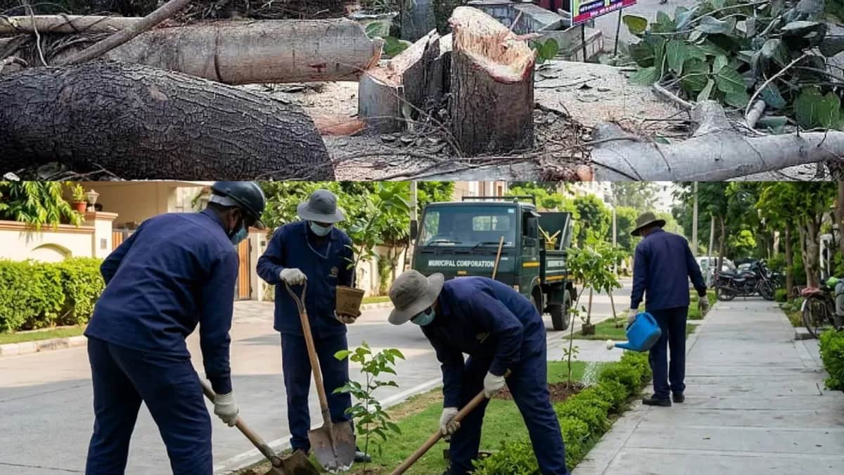 NGT Orders 7,000-Tree Plantation With 100% Survival Target